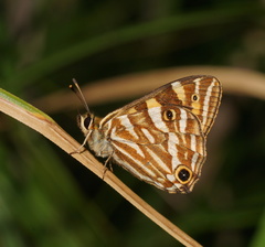 Oreixenica kershawi