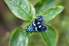 Clelea sapphirina
