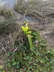 Crinum pedunculatum