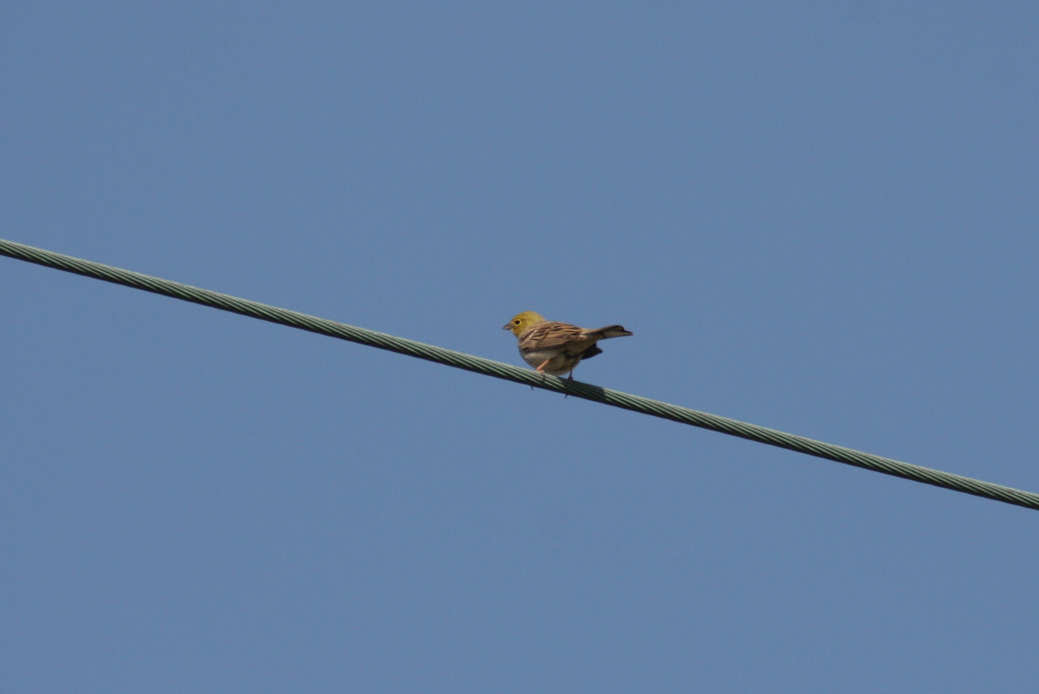 Cinereous Bunting illustration