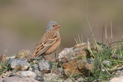 Emberiza caesia