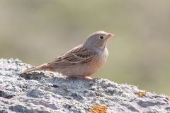 Emberiza caesia
