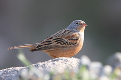 Emberiza caesia