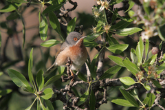Curruca cantillans