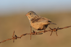 Emberiza caesia
