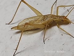 Oecanthus dulcisonans