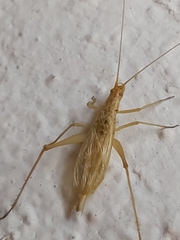 Oecanthus dulcisonans