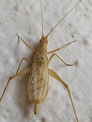 Oecanthus dulcisonans
