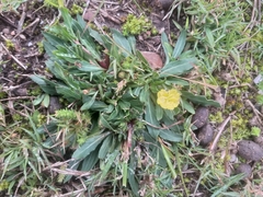 Oenothera stricta stricta