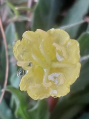 Oenothera stricta stricta