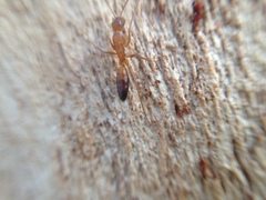 Camponotus marcens