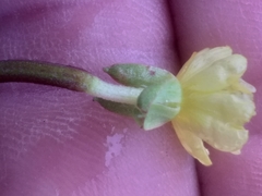 Oenothera stricta stricta