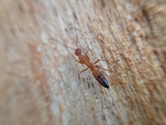 Camponotus marcens
