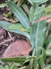 Oenothera stricta stricta