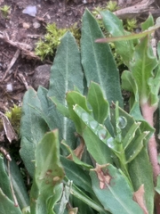 Oenothera stricta stricta