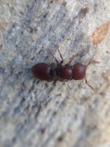 Meranoplus fenestratusMeranoplus fenestratus