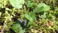 Veronica regina-nivalis