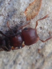 Meranoplus fenestratus