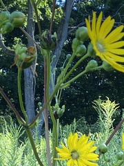 Silphium terebinthinaceum
