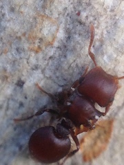 Meranoplus fenestratus