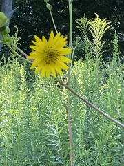 Silphium terebinthinaceum