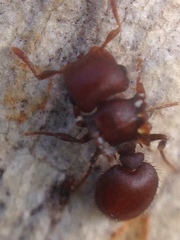 Meranoplus fenestratus