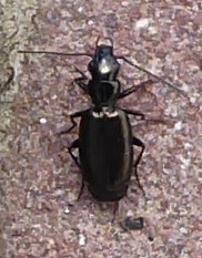 Microlestes