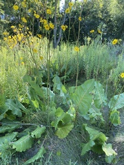 Silphium terebinthinaceum