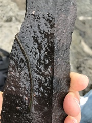 Phyllodocidae