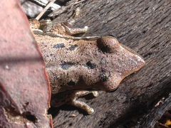 Litoria adelaidensis