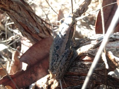 Litoria adelaidensis