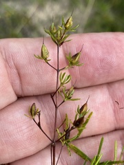 Hypericum lloydii