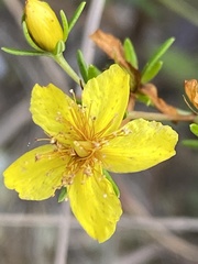 Hypericum lloydii