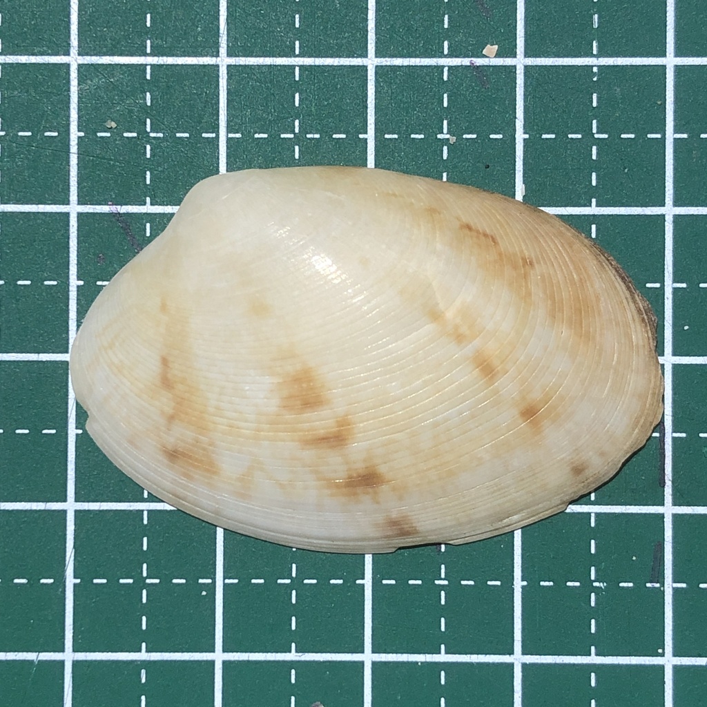 Belcher's Venus