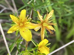 Hypericum lloydii