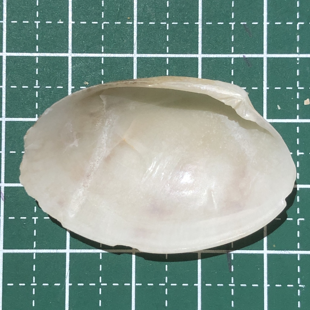 Belcher's Venus