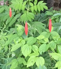 Aquilegia canadensis