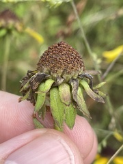 Rudbeckia heliopsidis