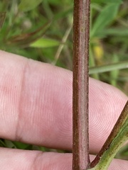 Rudbeckia heliopsidis