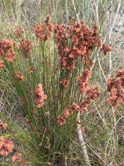 Staberoha multispicula