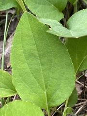 Rudbeckia heliopsidis