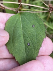 Rudbeckia heliopsidis