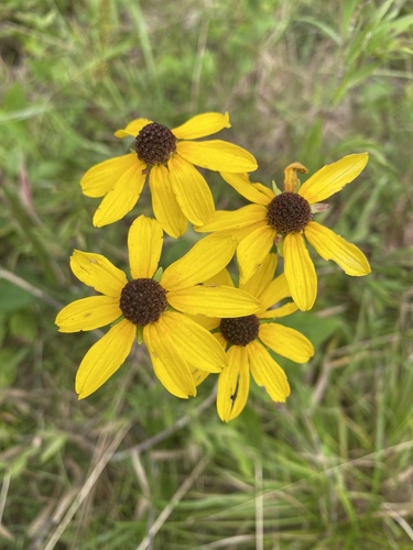 sunfacing coneflower (Rudbeckia heliopsidis)