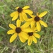 Sunfacing Coneflower - Photo no rights reserved, uploaded by Alan Weakley