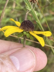 Rudbeckia heliopsidis