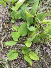 Rudbeckia heliopsidis