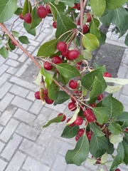 Malus