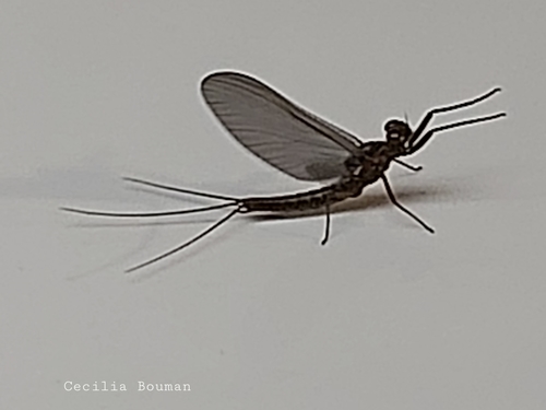 Habrophlebia lauta