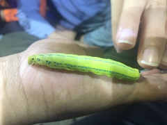 Macroglossum passalus