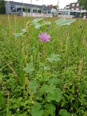 Malva sylvestris